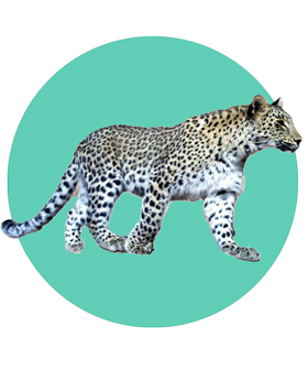 پلنگ در طبیعت استان ایلام